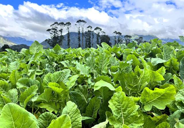 285 Bell Hill Road, Rotomanu Greymouth_1