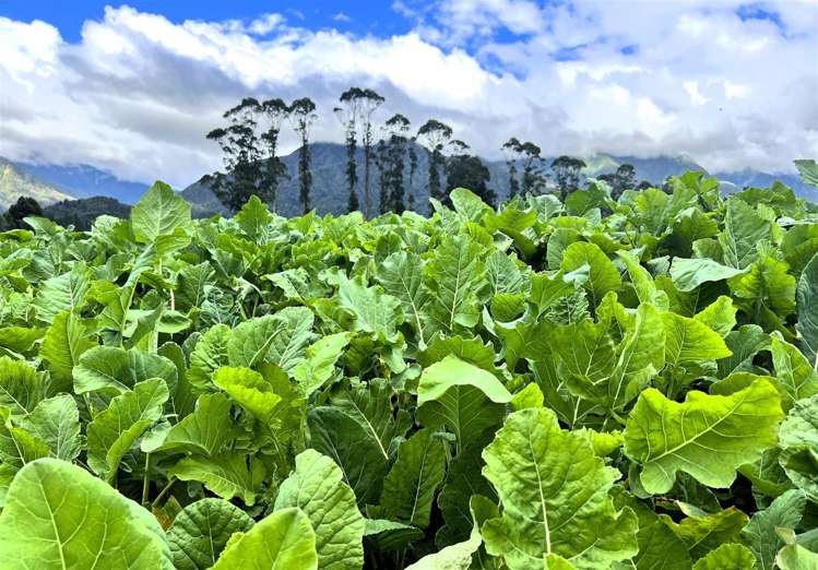 285 Bell Hill Road, Rotomanu Greymouth_1