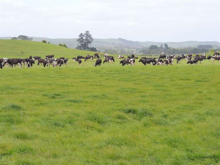 21 Grayden Road Morrinsville_23