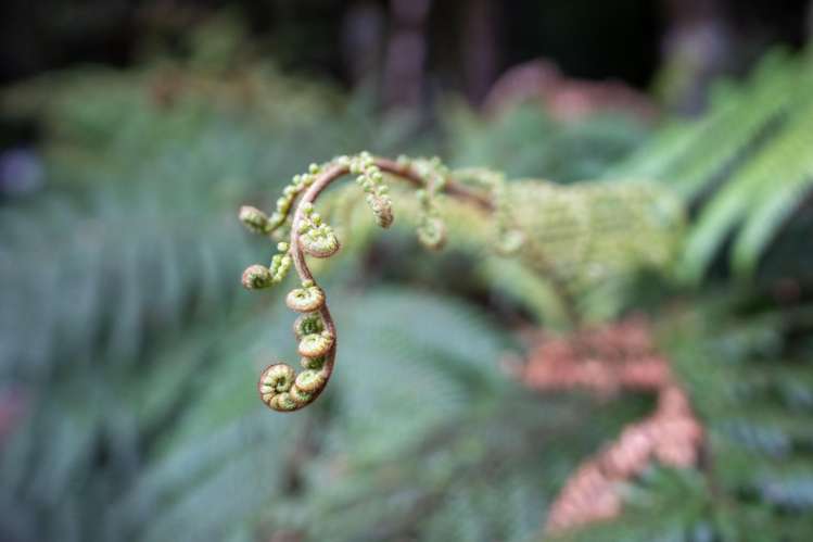 Arawata, Jackson Bay Haast_19