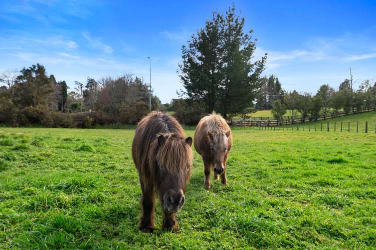 7 Ascot Vale Tikitere_30