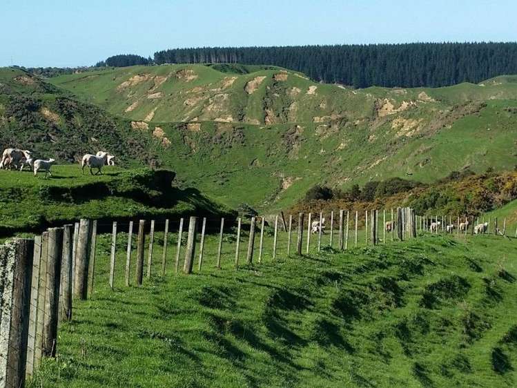 1584a Brunswick Road Kai Iwi_6