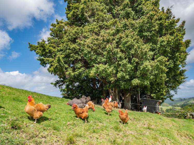 232 Otuhi Road Mangapai and Surrounds_2