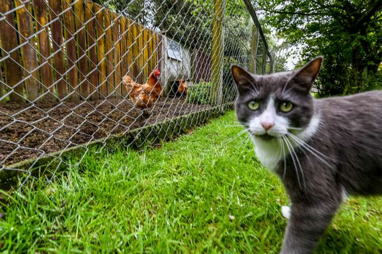 462 South Road Omata_16