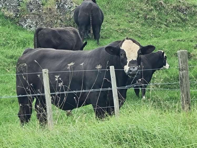 267 Ludbrook Road Pakaraka_8