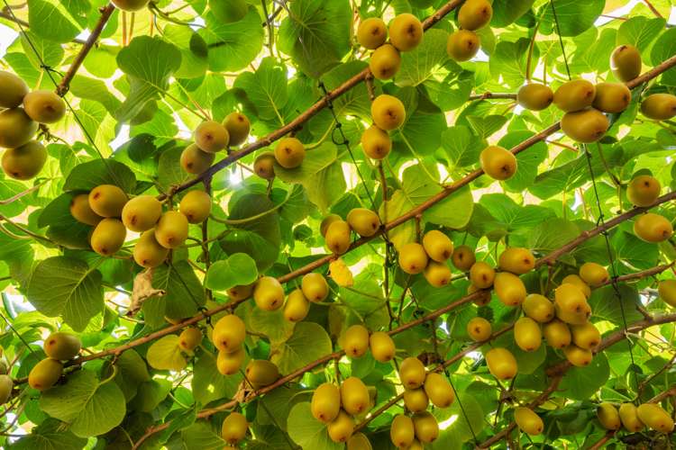 Matahui Road Aongatete_14