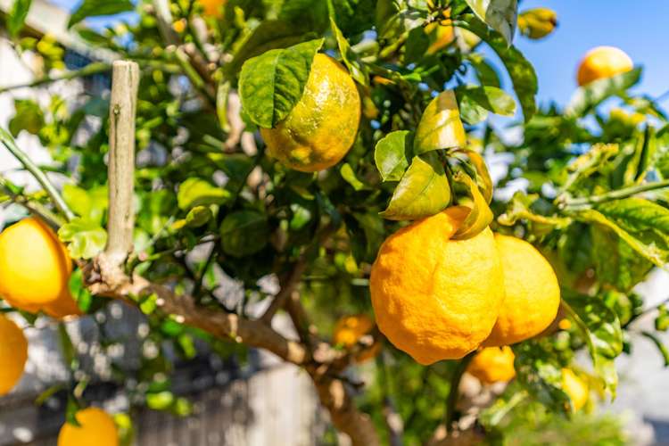 22 Quail Way Mangawhai Heads_21