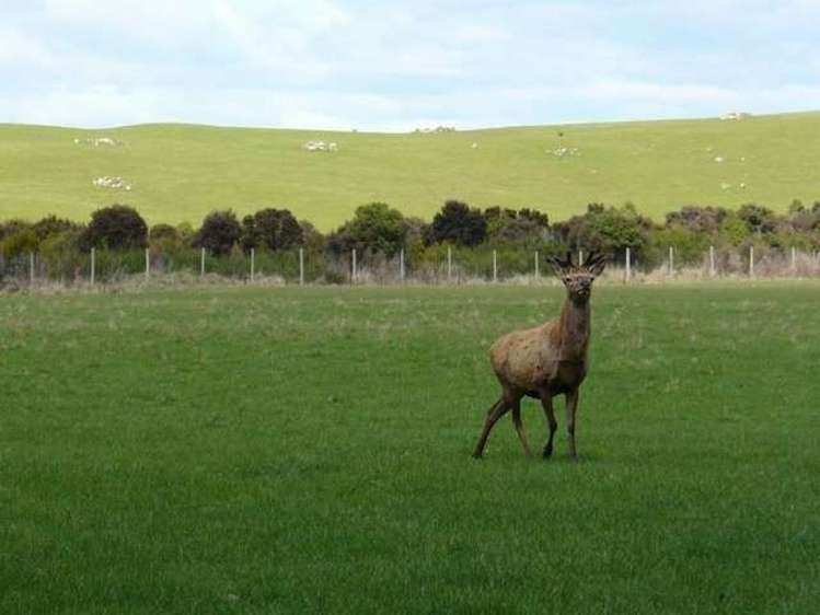 48 Mount York Road Te Anau_6