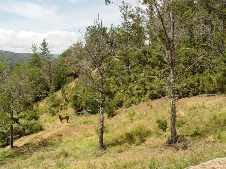 93a Colville Road Coromandel_1