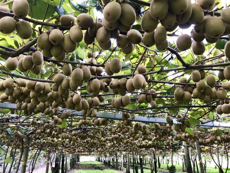 55 Costello Road Patumahoe_24