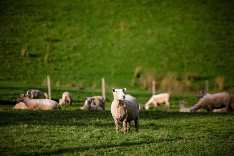 463 Waihi Valley Rd Dannevirke_17