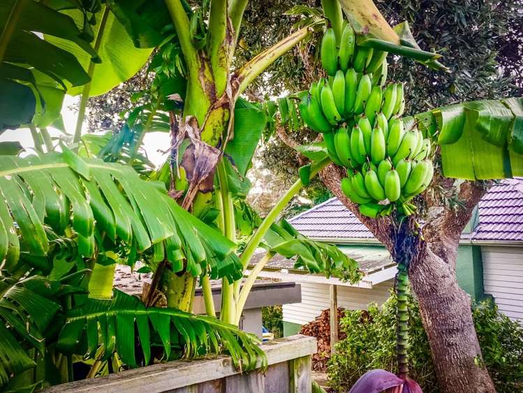 6 Park Avenue Northcote_7