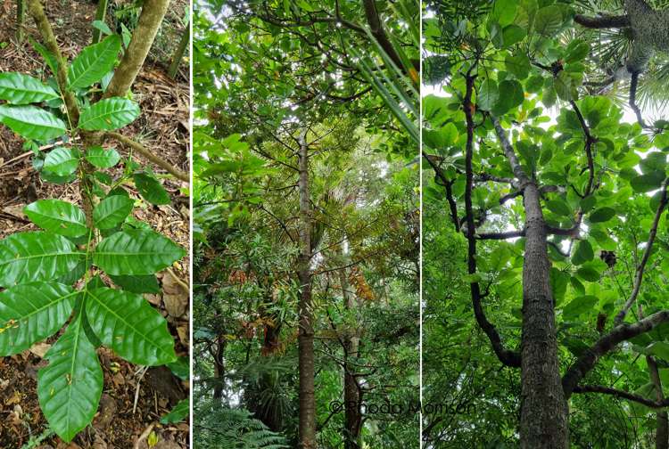 45 Gorge Road Maungaturoto_1