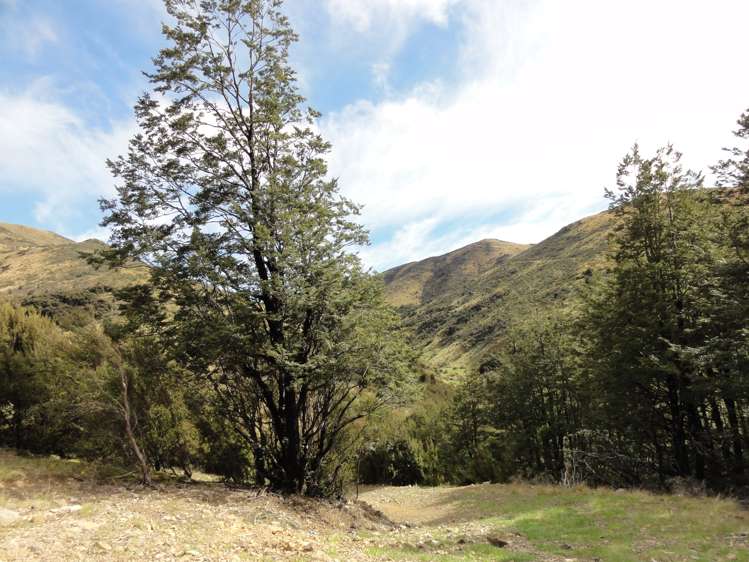 1731 Ram Paddock Road Ashley Forest_19