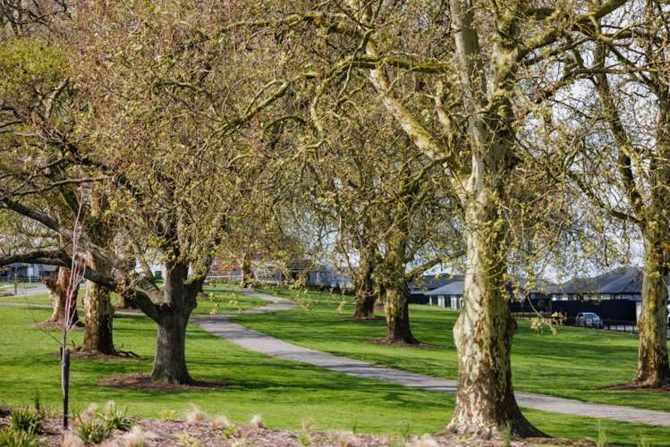 103 Marsh Avenue Morrinsville_15