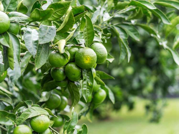 690 Te Kawa Road Te Kawa_16