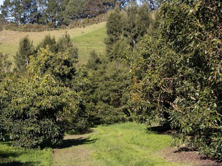 229 Walford Road Katikati_23