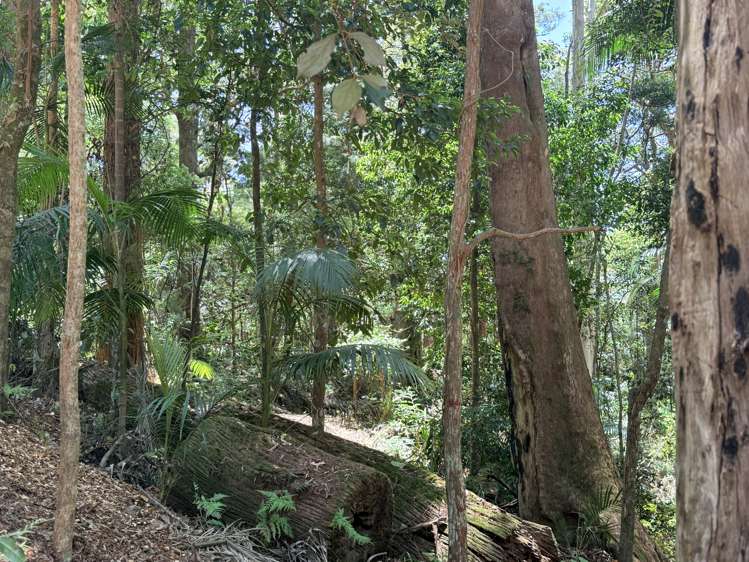 127 Wongawallan Road Tamborine Mountain_3