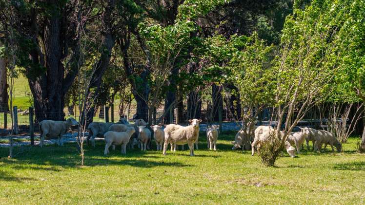 417 Tetley Brook Road Seddon_24