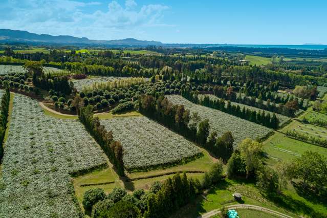 299 Lockington Road Aongatete_4