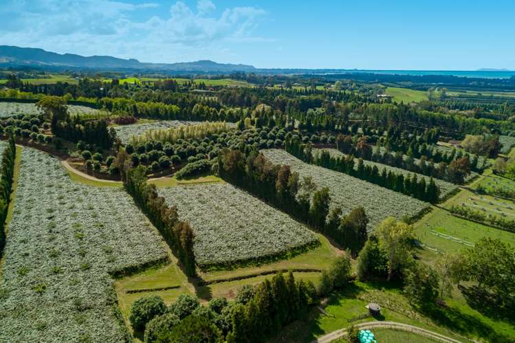 299 Lockington Road Aongatete_4