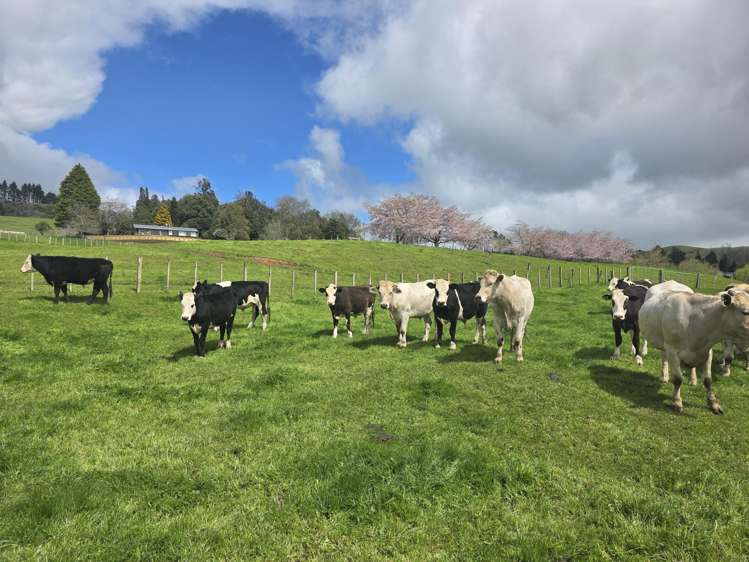 694 Troopers Road Te Kuiti_35