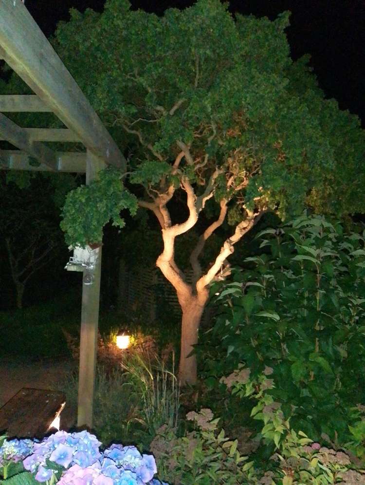 18 Elgin Street Normanby_33