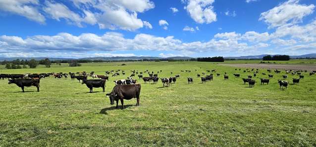 236 Walker Road Lumsden Surrounds_1