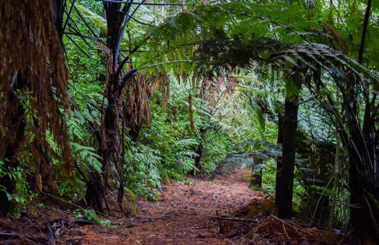 14 Tupelo Place Ohauiti_16