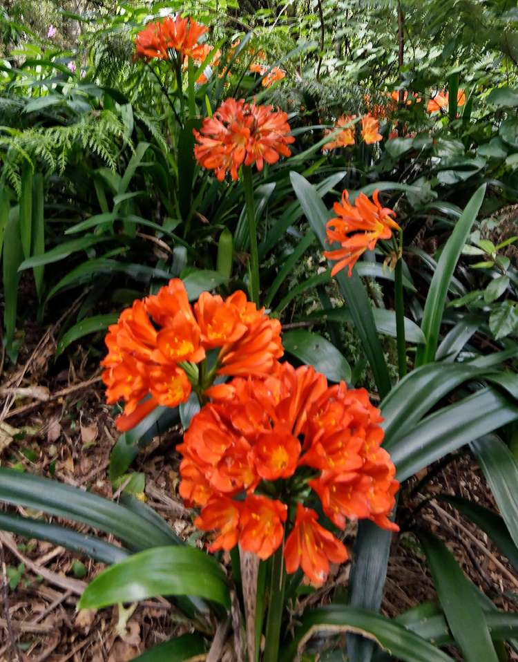 58 Woodfern Crescent Titirangi_17