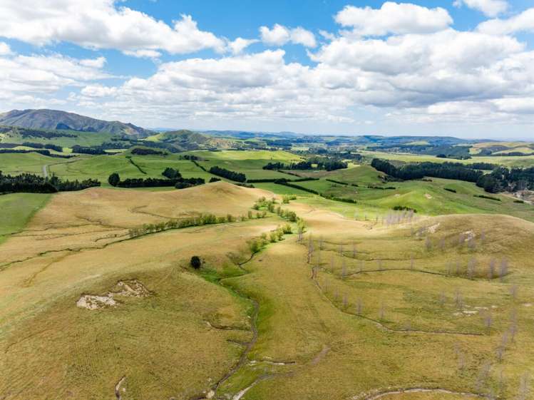 463 Gull Flat Road, Kereru Kereru_6