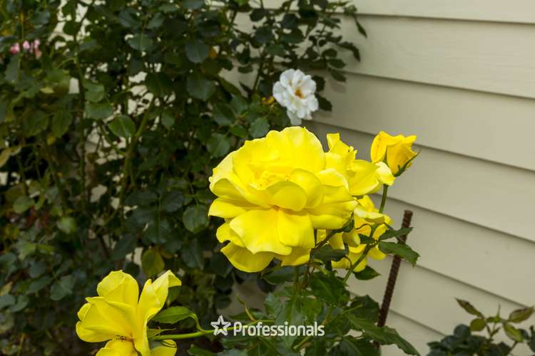 9 Brentwood Street Trentham_15