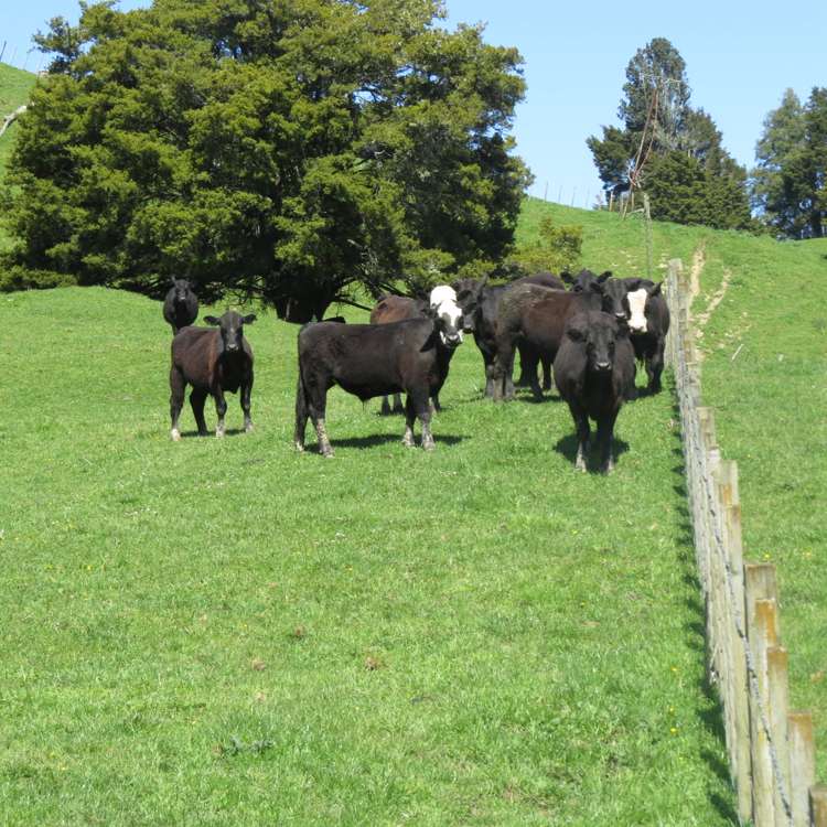 433 Pungapunga Valley Road Taumarunui_13