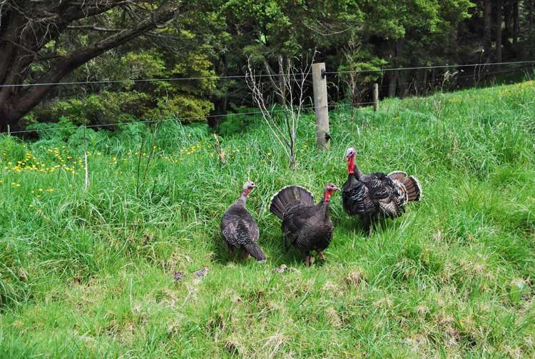 542e Oneriri Road Kaiwaka_6