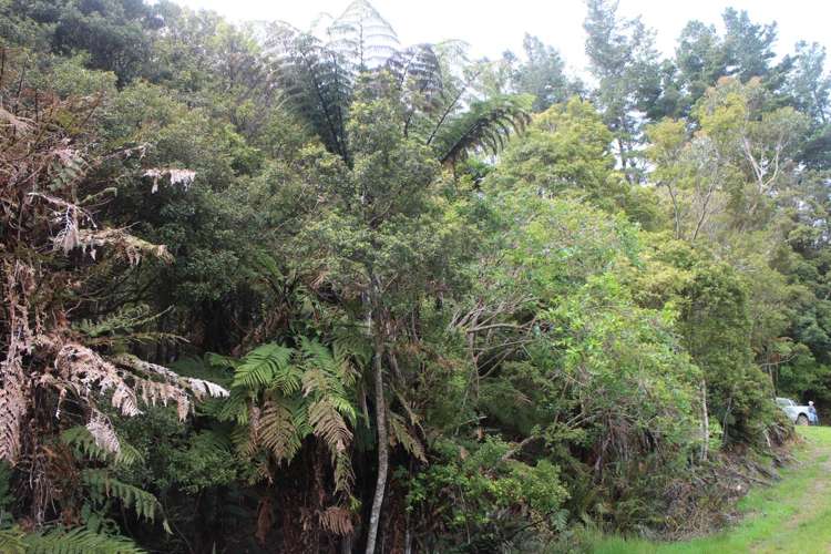 Opouteke Road Dargaville Surrounds_5