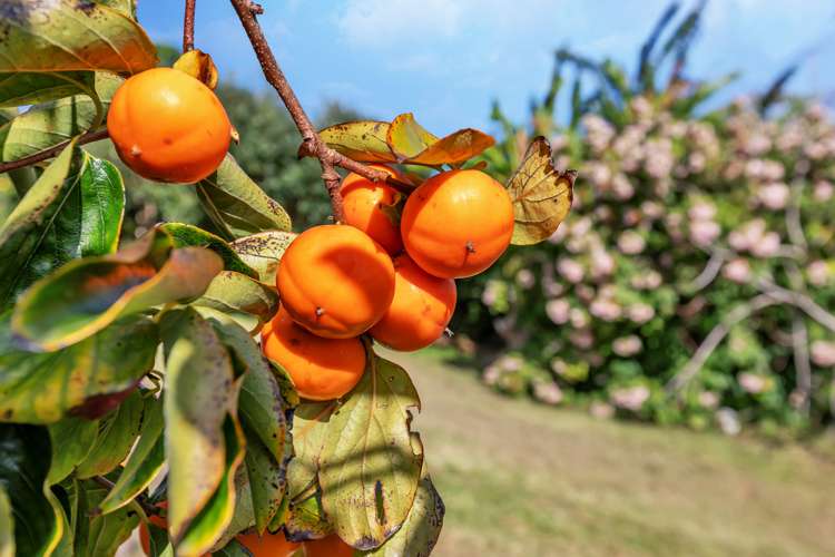 14 Commins Road Onerahi_24