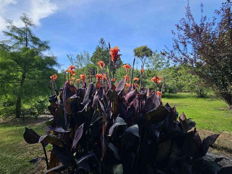 180 Kimberley Road Levin_28