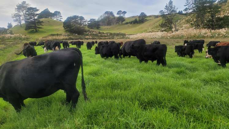 240 Pinaki Road Te Kopuru_8