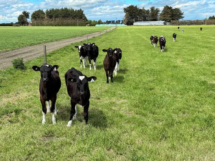 296 Oporo Flat Road Oporo_17