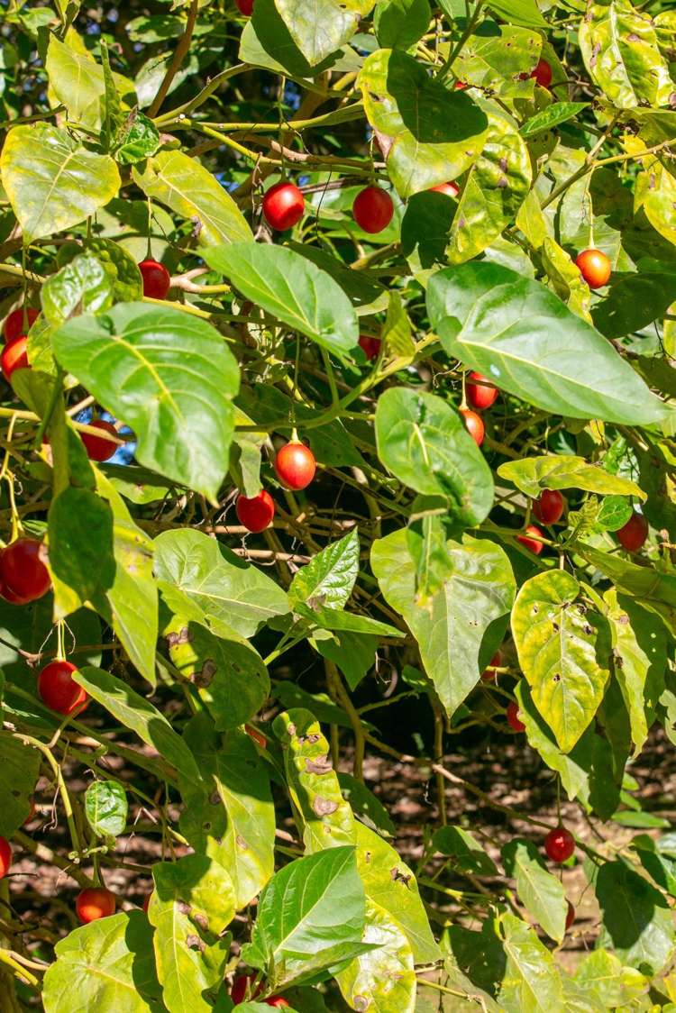 664 State Highway 2 Katikati_18