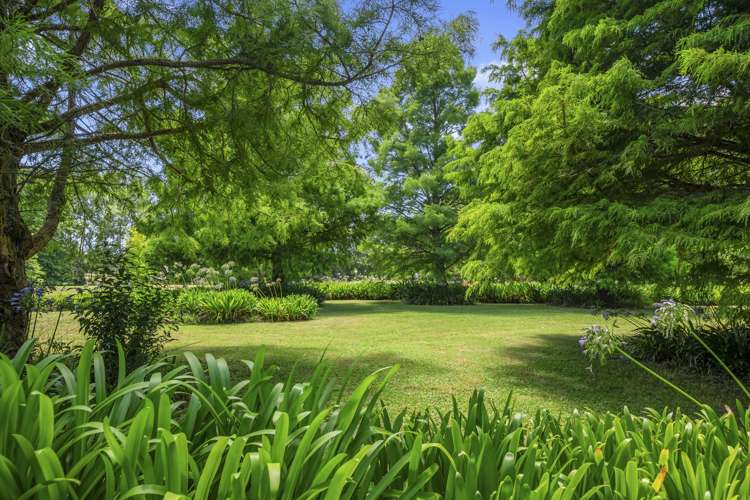 295 Postman Road Dairy Flat_3