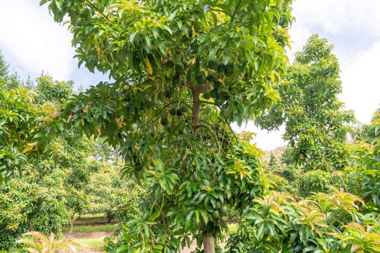 373 Kimberley Road Ngataki_16