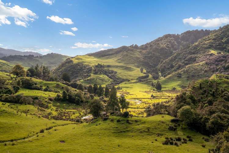 231 Leitch Road Piopio_25