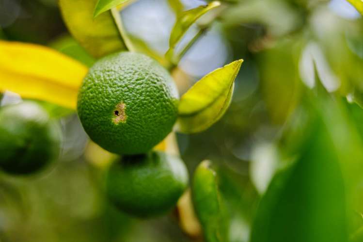 118 Wiroa Road Kerikeri_37