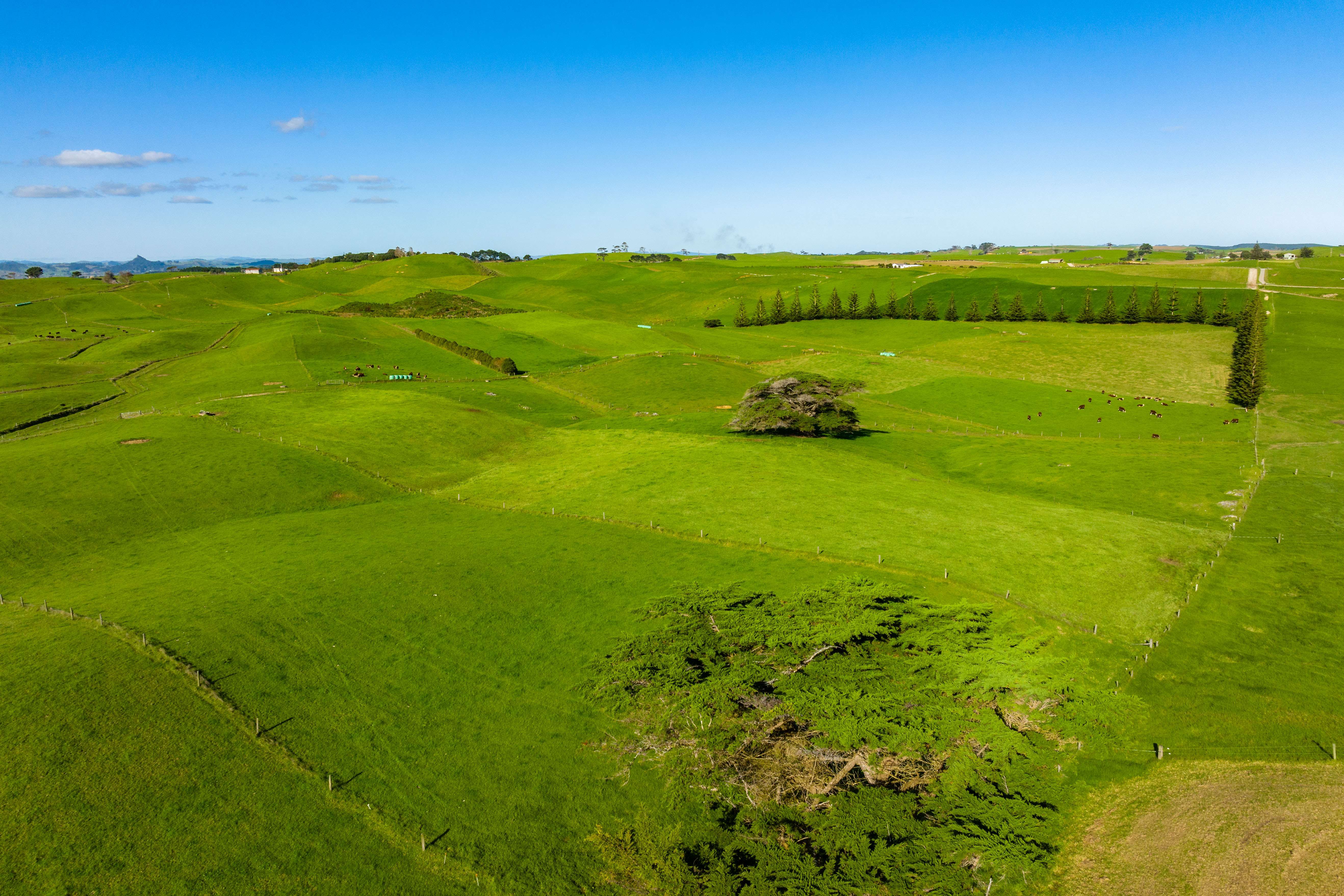 1000 Redhill Road Te Kopuru Kaipara Rural Property For Sale One