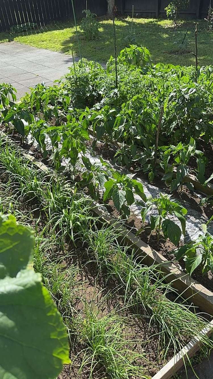 21 Zabeel Crescent Takanini_3