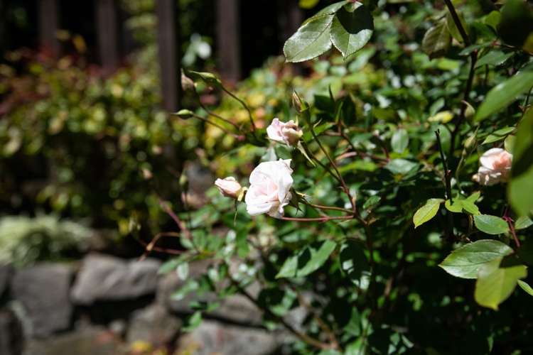 72 Churton Drive Churton Park_24