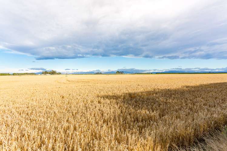 992 Wards Road Kirwee_10