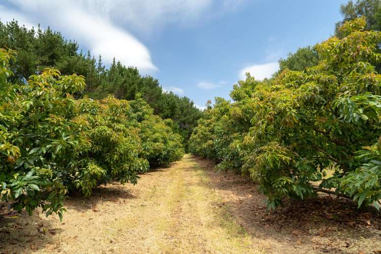 5126 State Highway One Ngataki_15