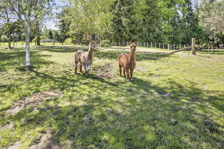 52 Ryburn Road Ohaupo_22